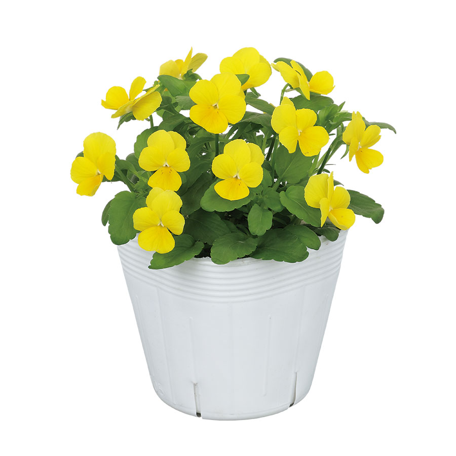 Clear Yellow