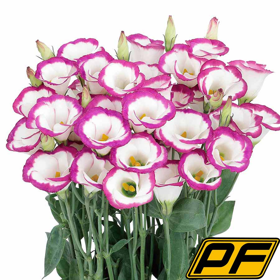 Rose Picotee