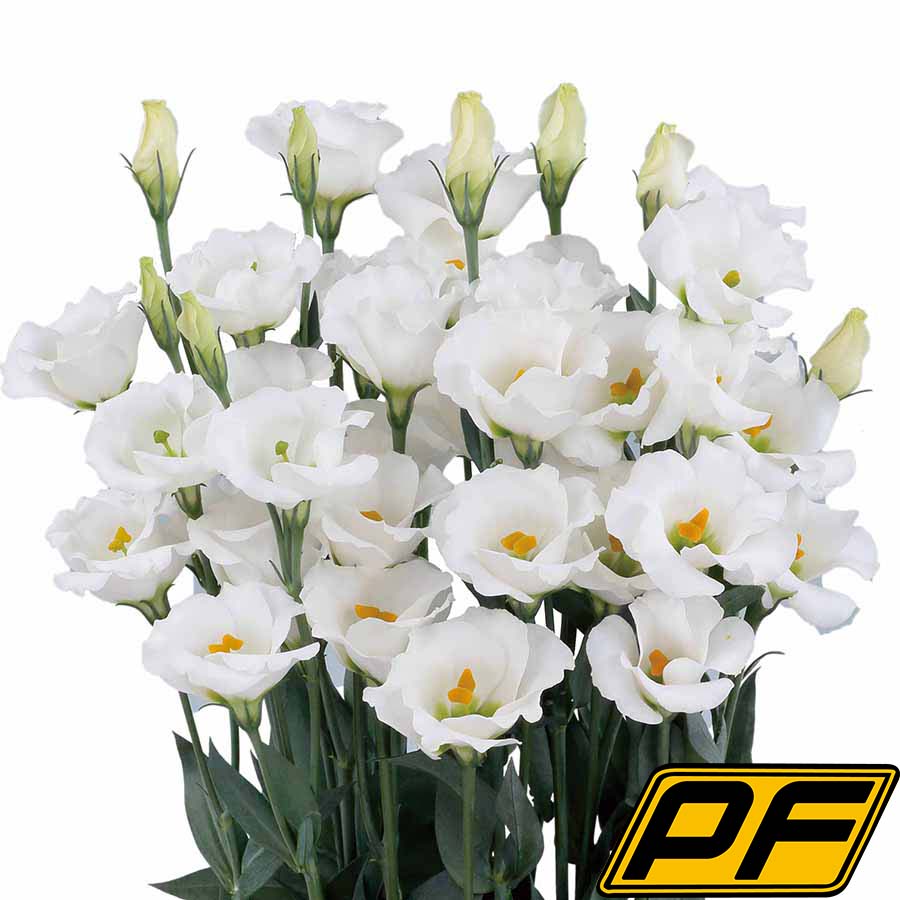 Pure White Ver.2
