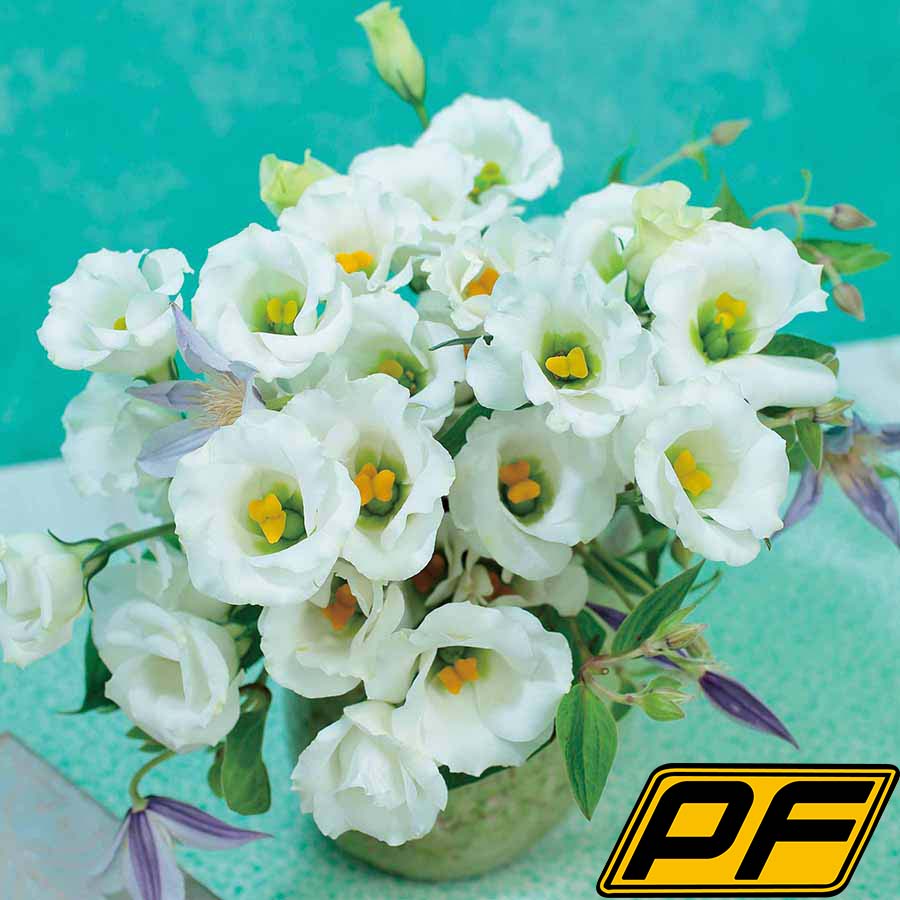 (Image)
Pure White Ver.2