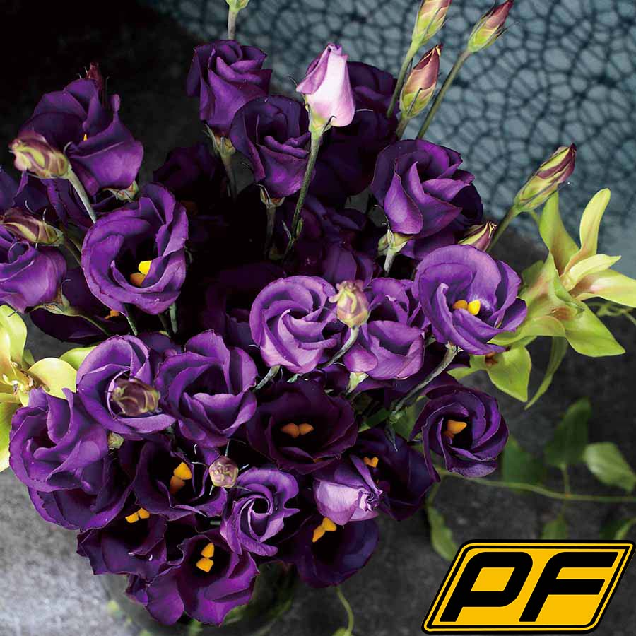 (Image)
Violet