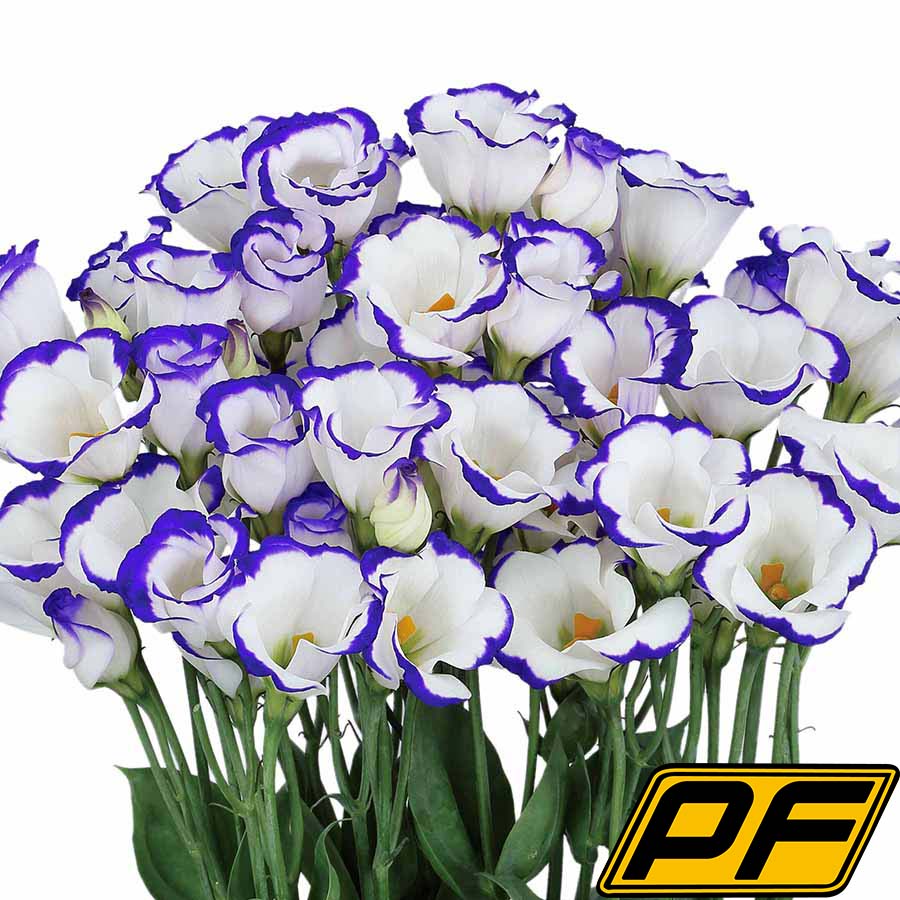 Blue Picotee