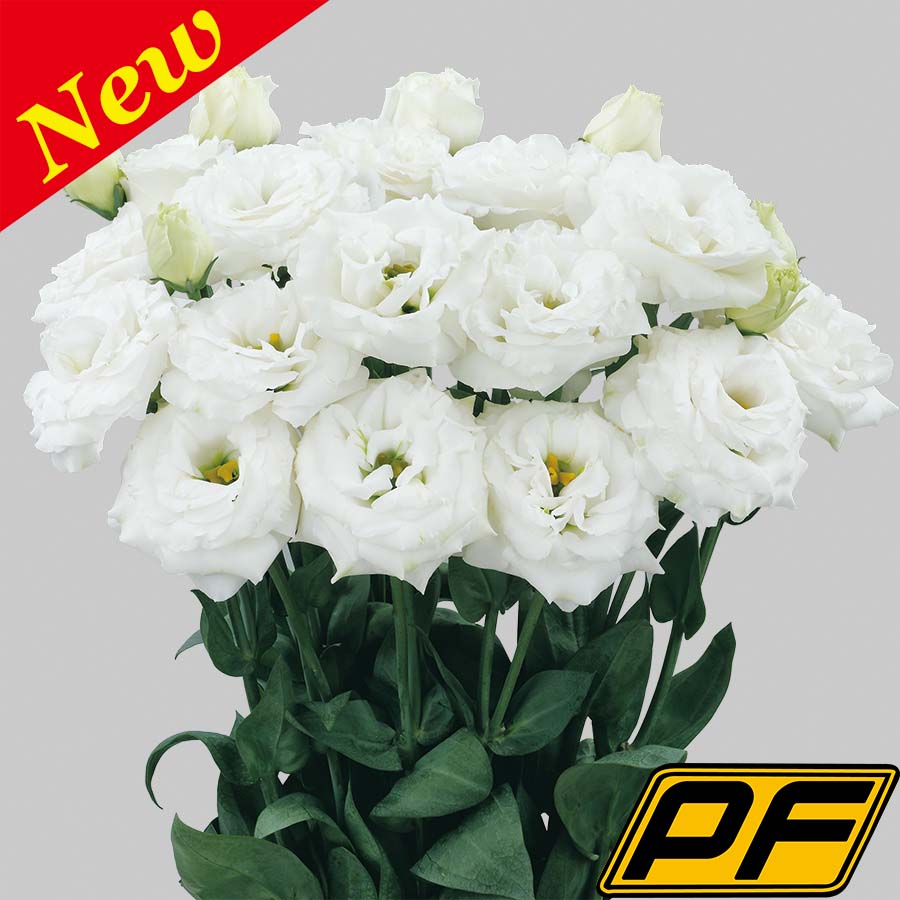 White PF Ver.2
