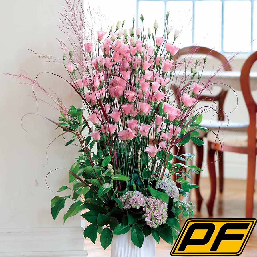 (Image)
Pink