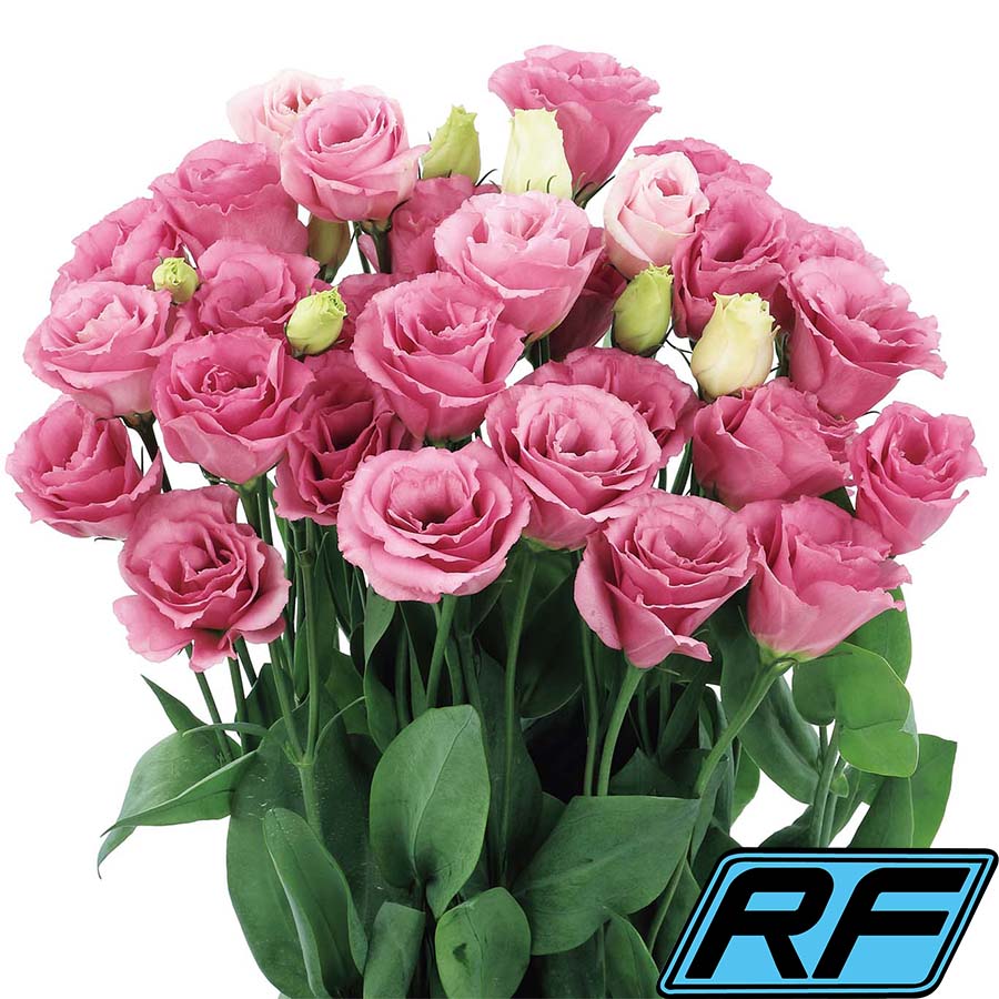 Clear Pink RF