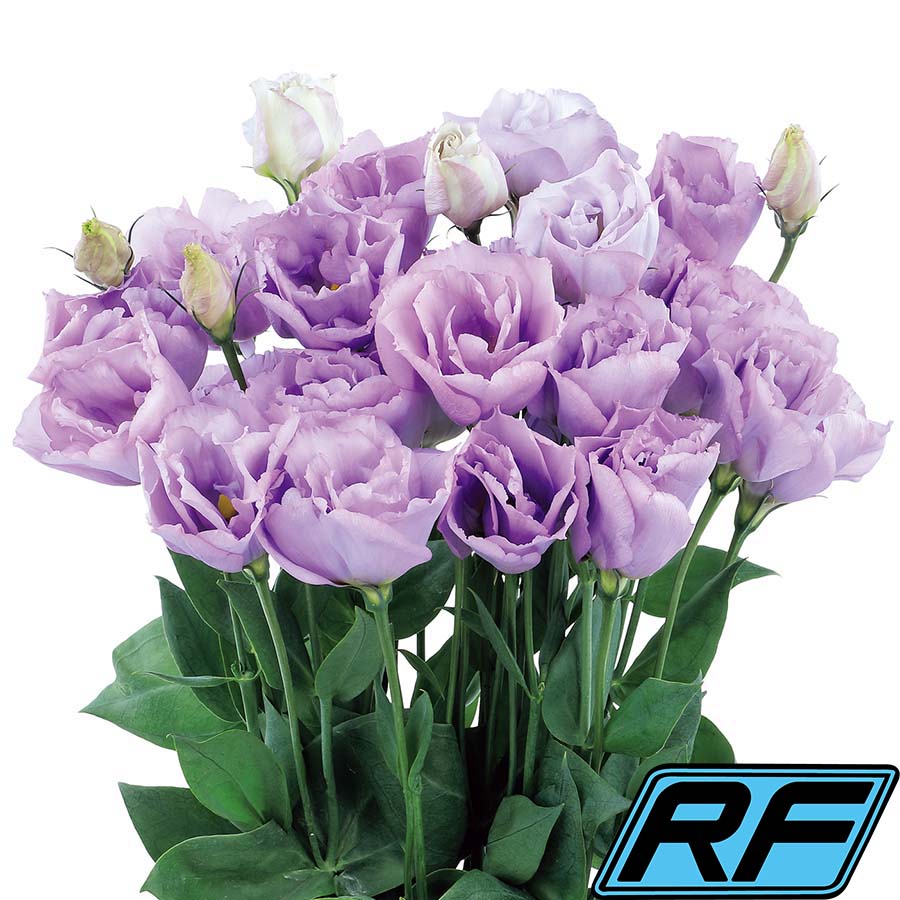 Lavender Ver.3 RF