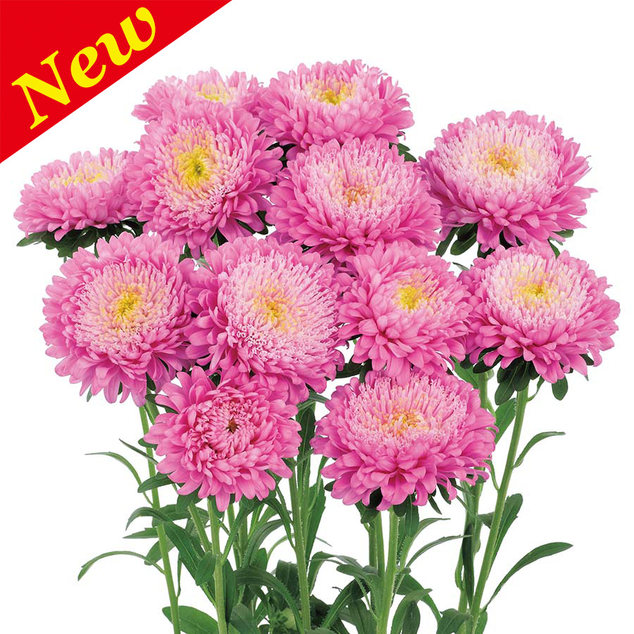 ASTER AZUMI XL