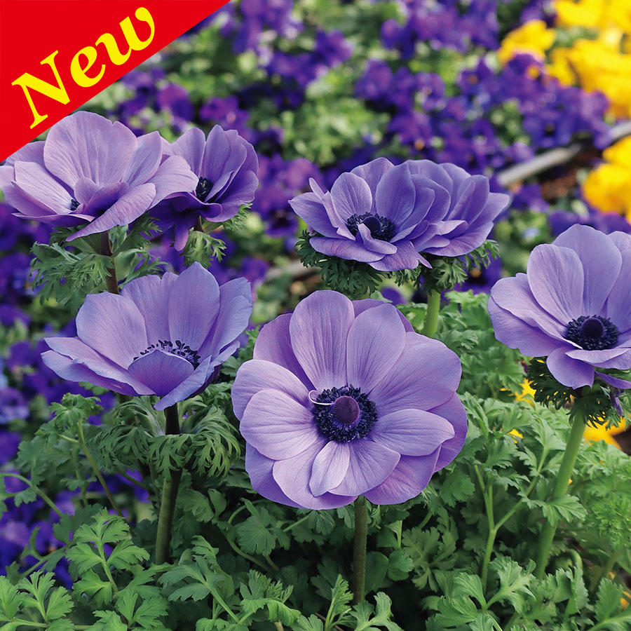 ANEMONE HARMONY