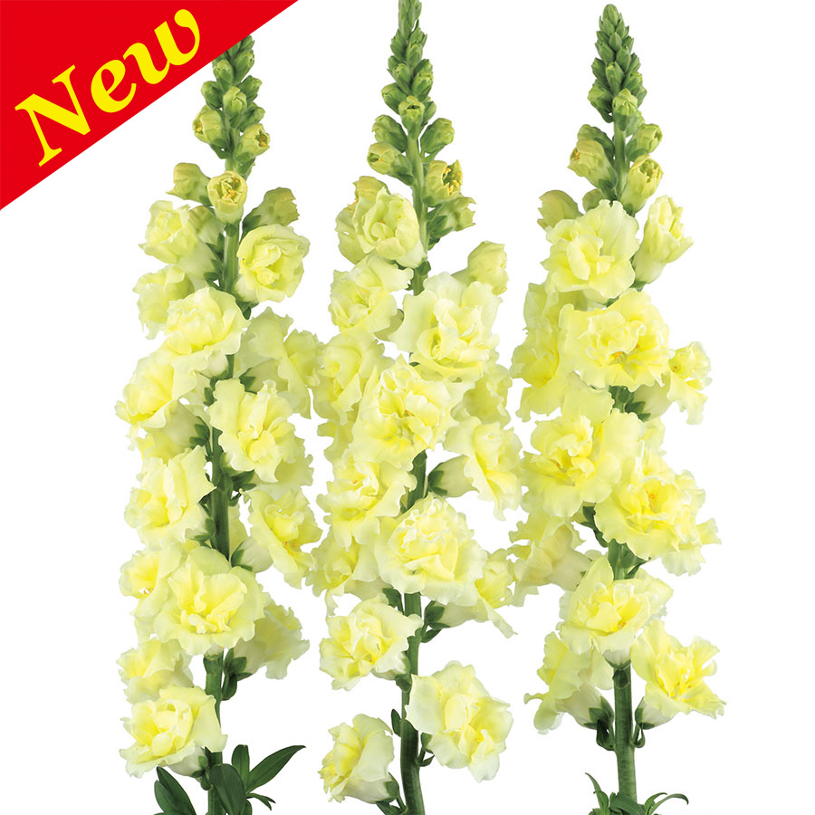 ANTIRRHINUM SNAPSTAR