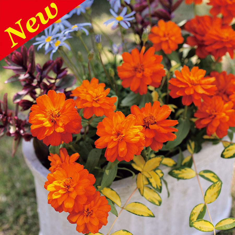 ZINNIA PROFUSION DOUBLE