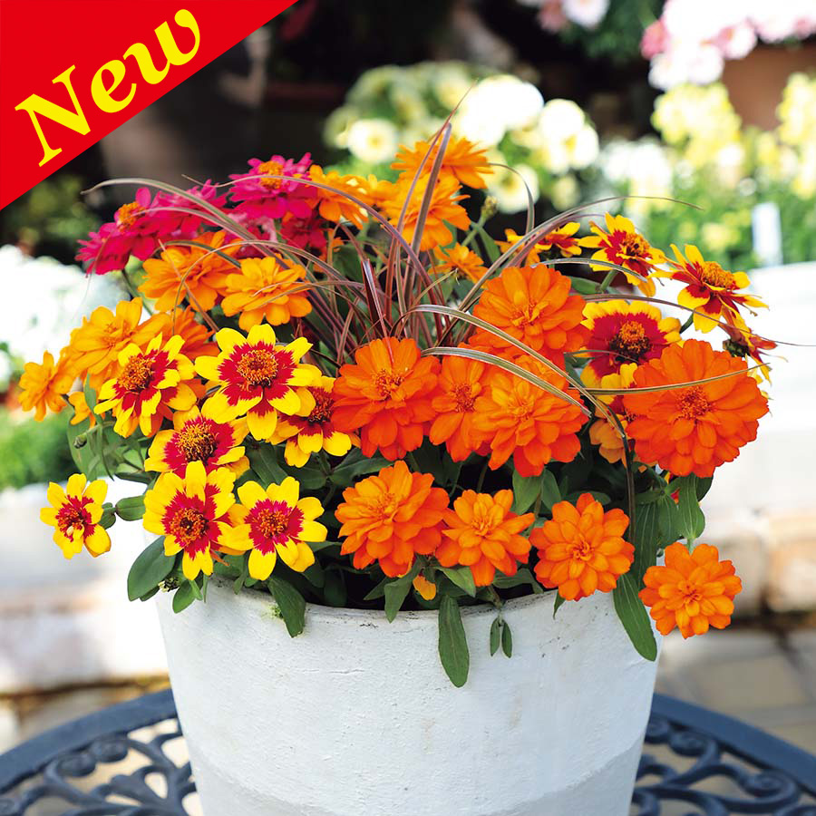 ZINNIA PROFUSION DOUBLE