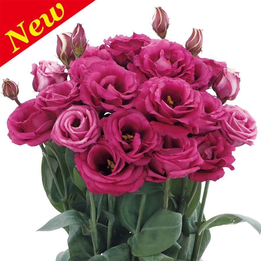 Deep Rose
