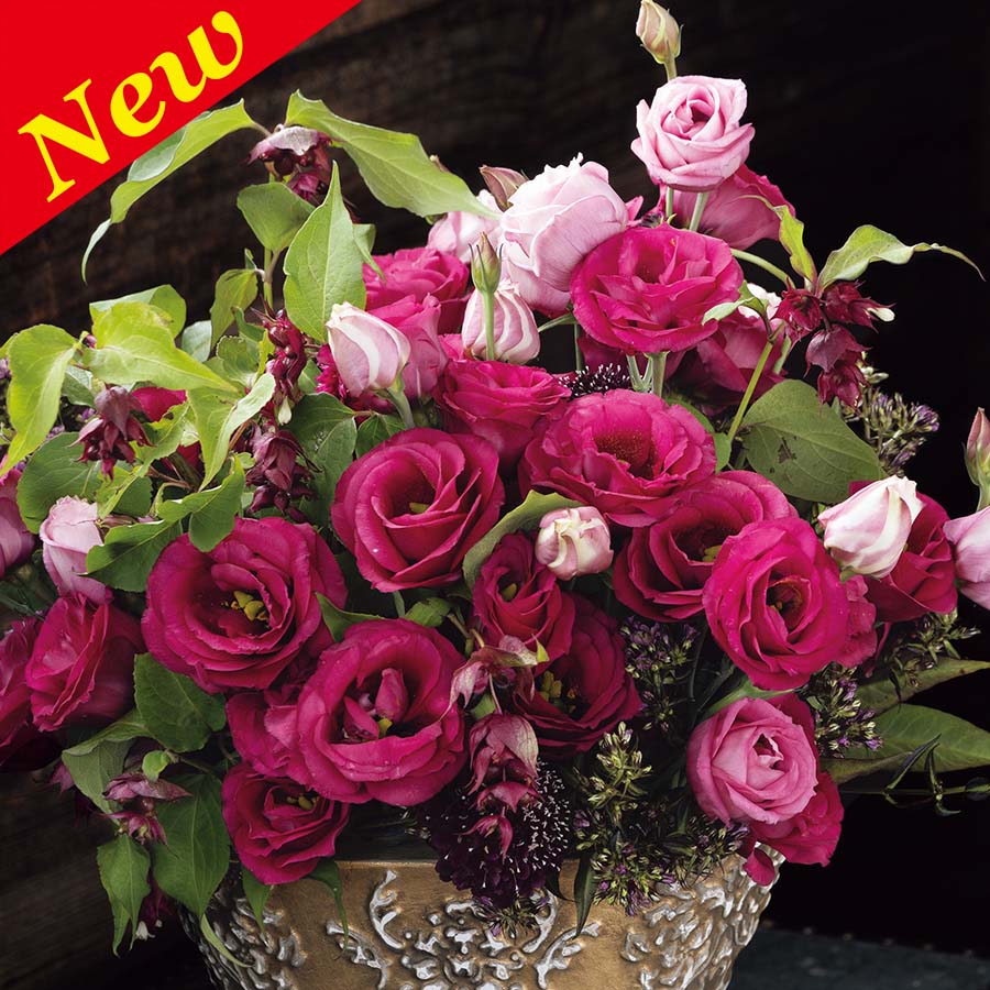 LISIANTHUS ROSITA 2