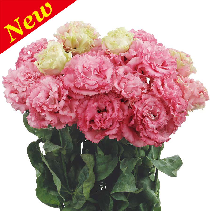 Rose Pink