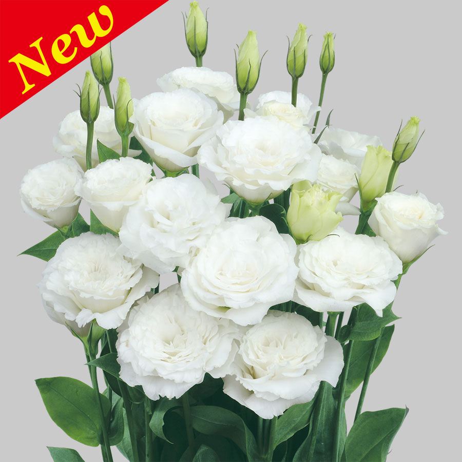 Pure White Ver.2