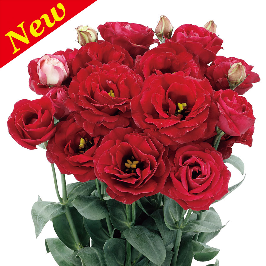 Red Ver.2