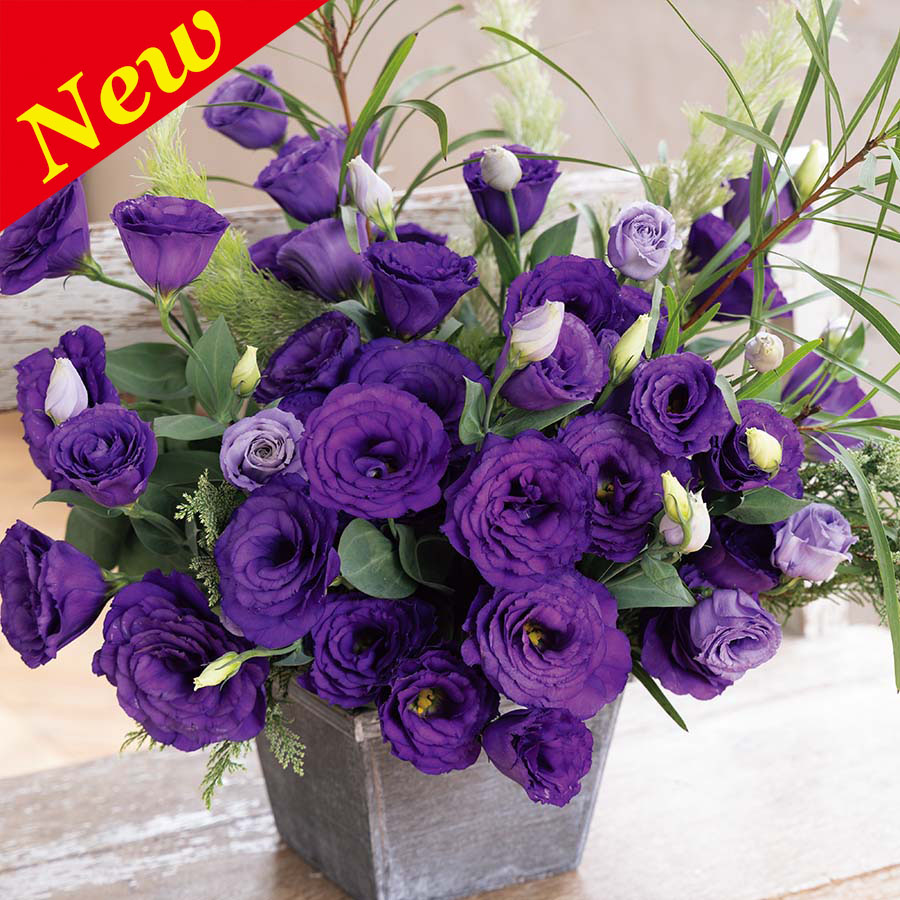 LISIANTHUS AUBE 4