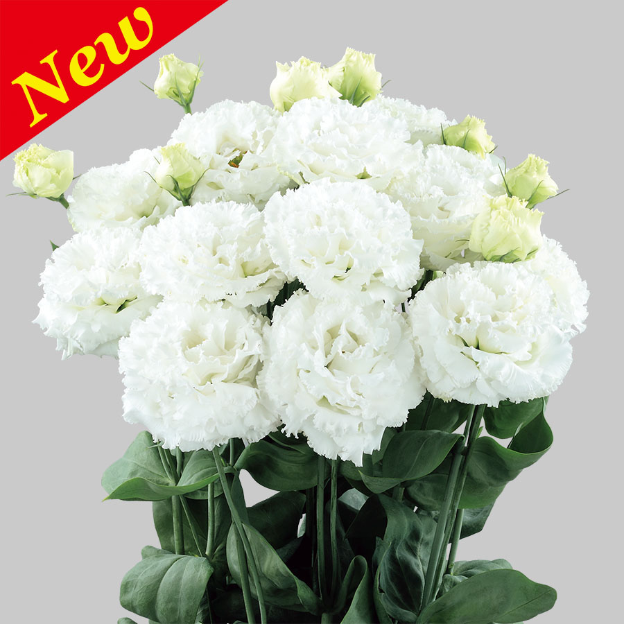 Pure White Ver.2