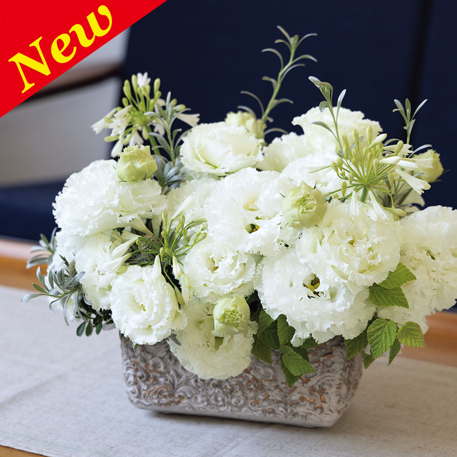LISIANTHUS VOYAGE 2