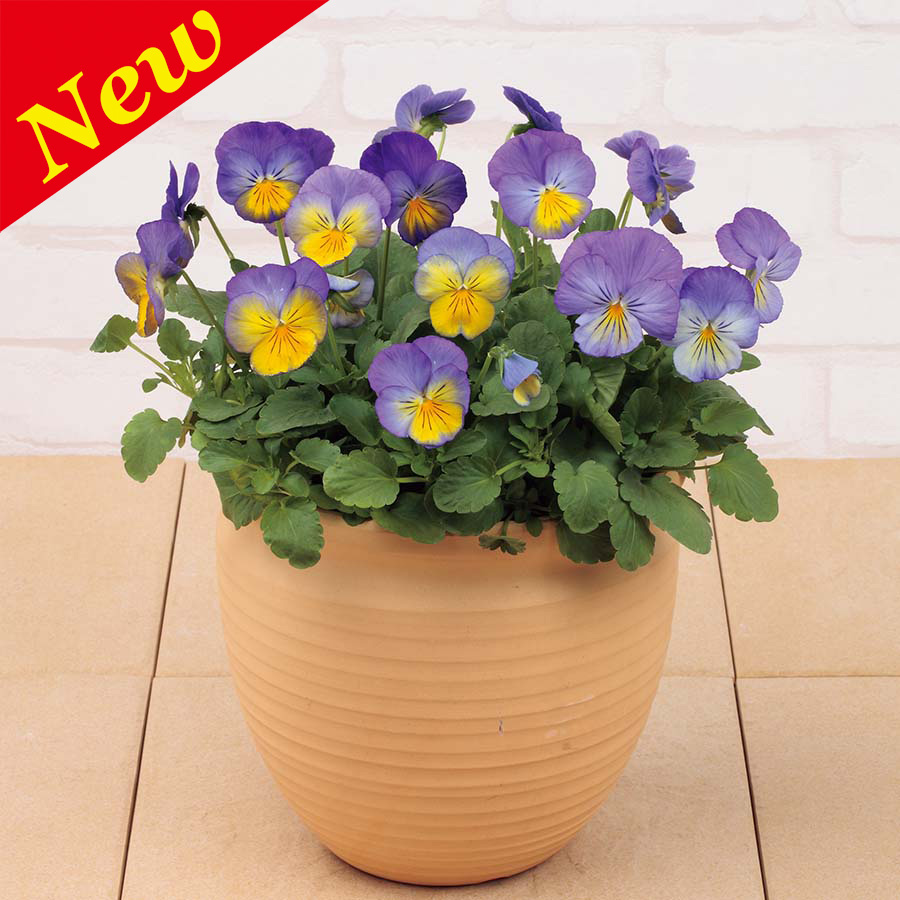 PANSY ULTIMA MORPHO