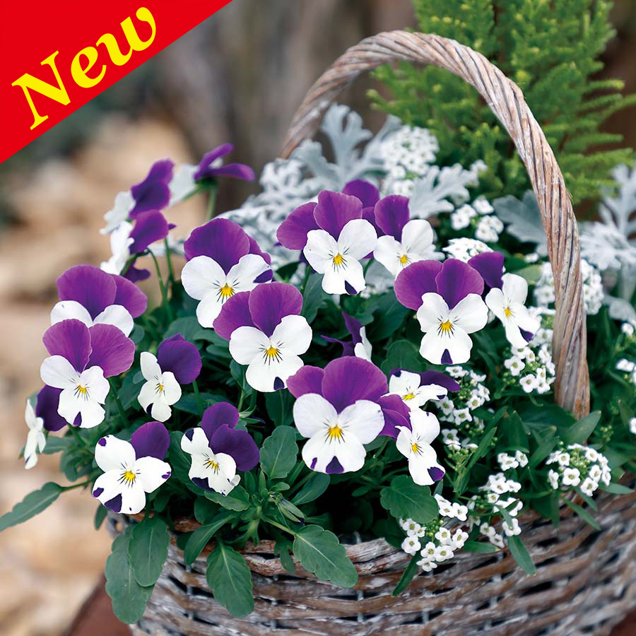 VIOLA PERFETTO