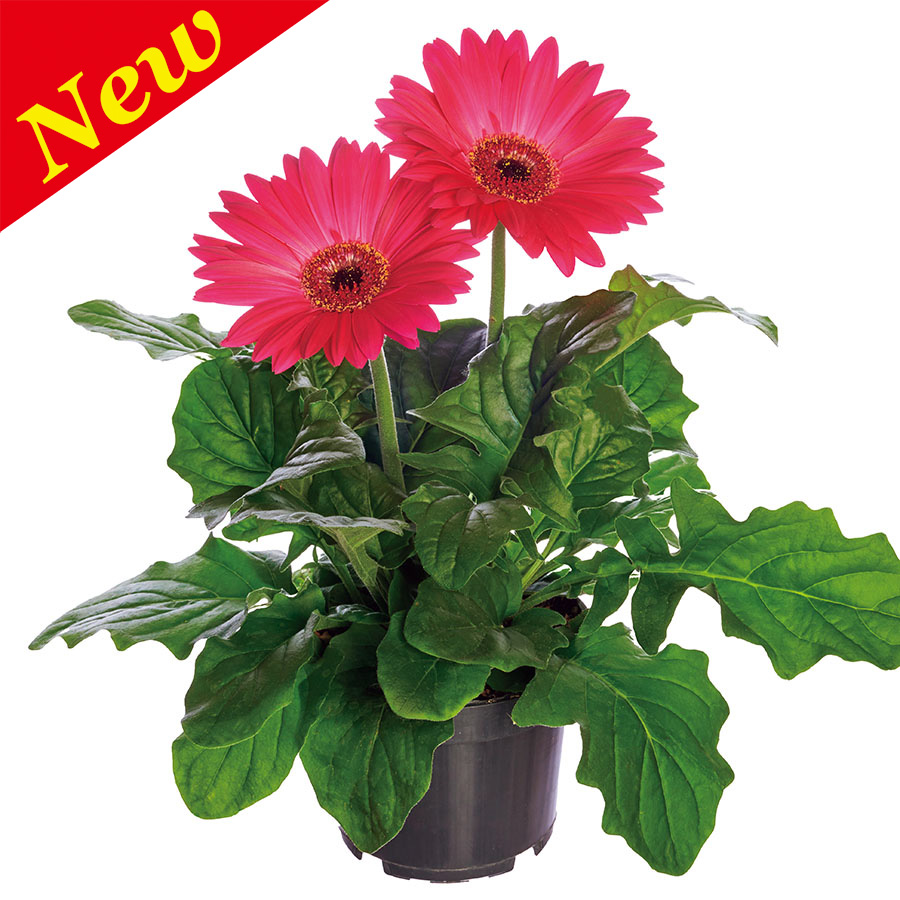 GERBERA MAJORETTE
