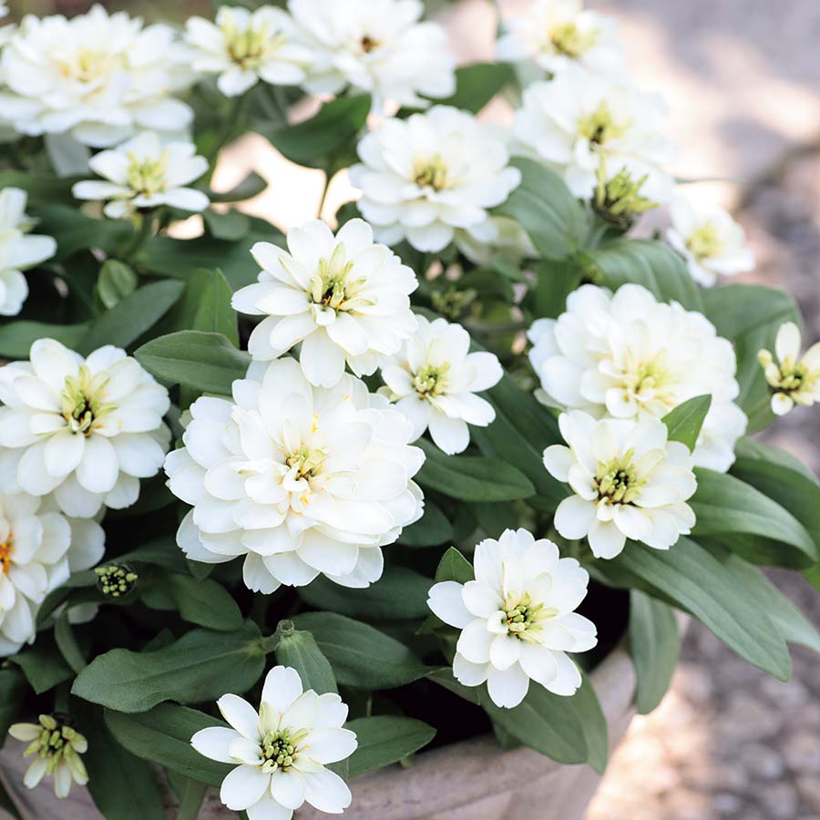 (Image)
White Imp.
