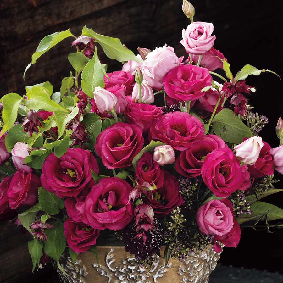 (Image)
Deep Rose